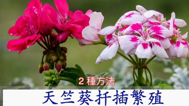 花呗资金流转平台操作与风险解析