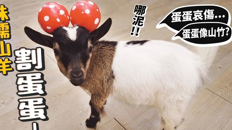 羊小咩回收商家秒到