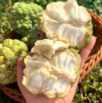 资金如何优化