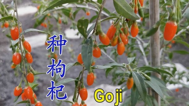 怎样套花呗出来