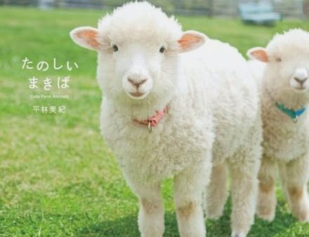 羊小咩便荔卡包提现与购物额度区别