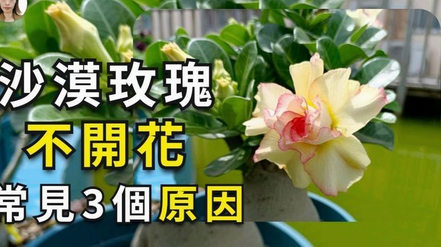 花呗套现需要手续费吗？深度解析隐形成本与风险