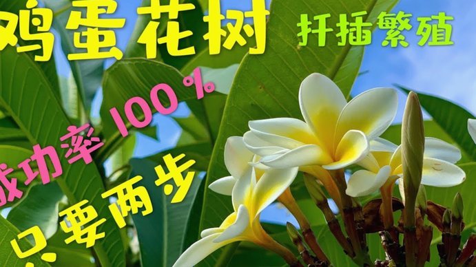 科学有效提升花呗额度的实操指南