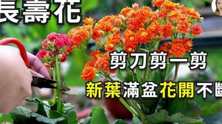 拿去花预订酒店遇阻原因探析